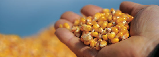Odmiany kukurydzy