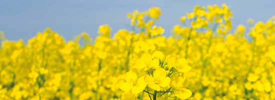 Odmiany rzepaku