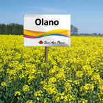 Olano